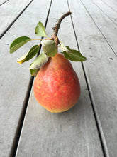 Load image into Gallery viewer, Island Pear Shrub 375ml